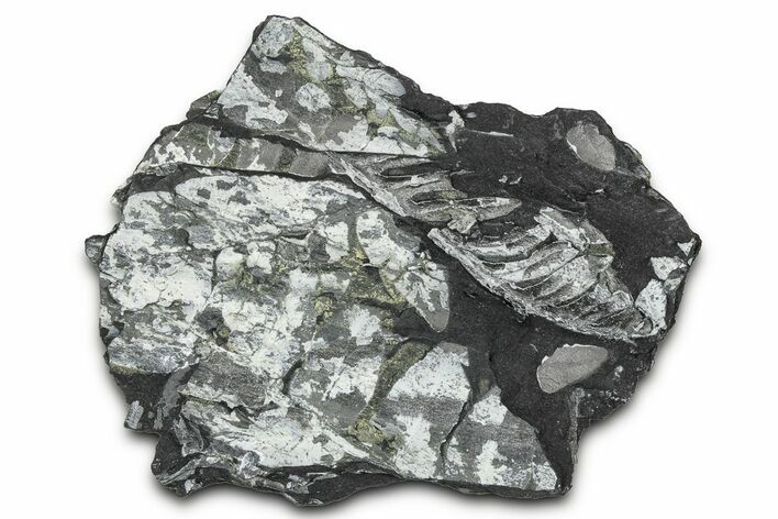 Fossil Seed Fern (Alethopteris & Pecopteris) Plate - Pennsylvania #347677